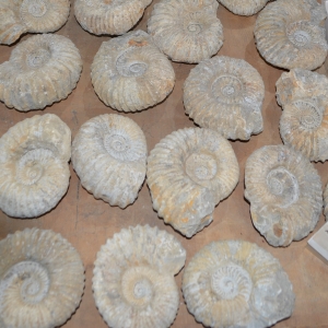 Fossils Ammonite