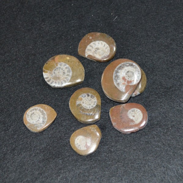 Fossils Ammonite – Polished Button