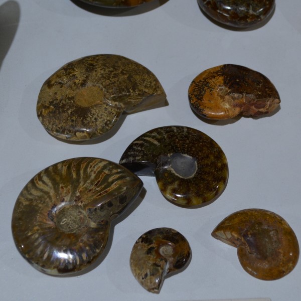 Fossils Ammonite Polished