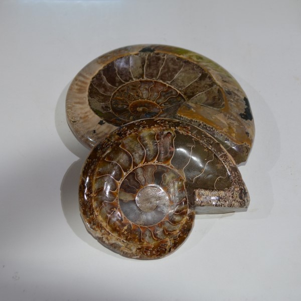 Fossils Fossil Ammonite Bowl