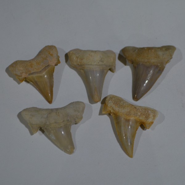 Fossils Fossil Shark Teeth Reguin Large