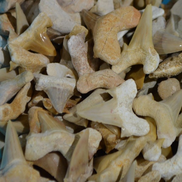Fossils Fossil Shark Teeth Reguin Medium