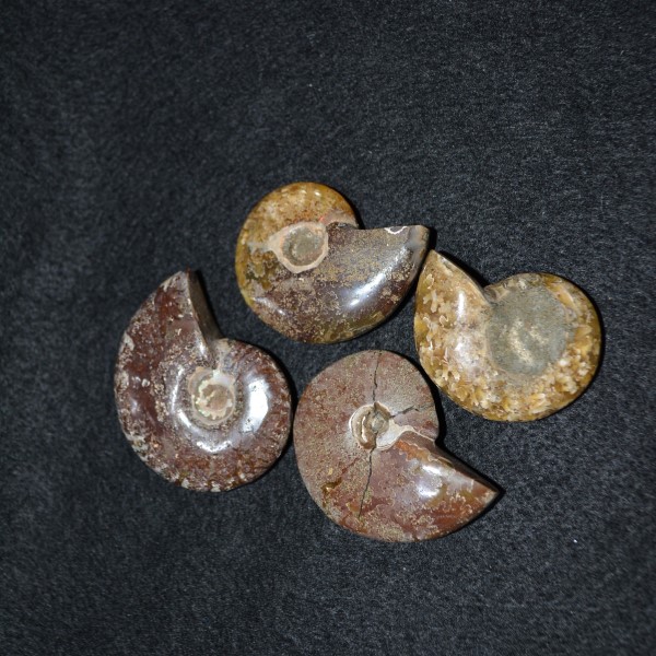 Fossils Ammonite Whole – Large