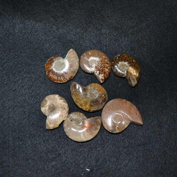 Fossils Ammonite Whole – Medium
