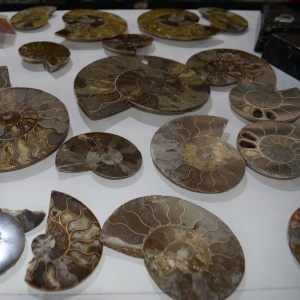 Fossils Ammonite – Polished