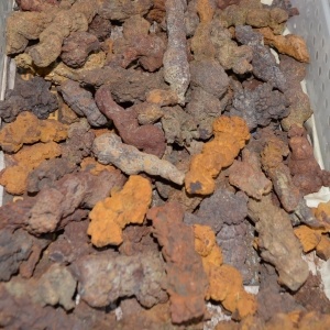 Fossils Coprolite Fossil Dinosaur Poop
